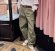 Gucci - Мужские штаны брюки джоггеры DZ_1412GU4